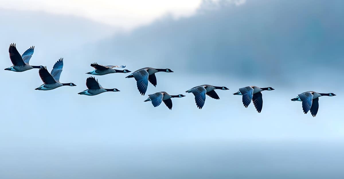Bindungswirkung von Statusbescheiden – trügerische Sicherheit für Unternehmen?